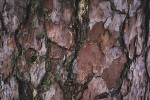 cracked rough brown and purple tree bark background